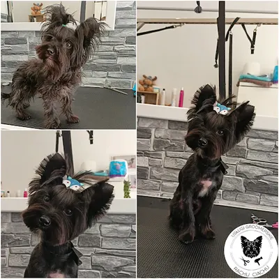 Fryzjer dla psów - Rachu Ciachu